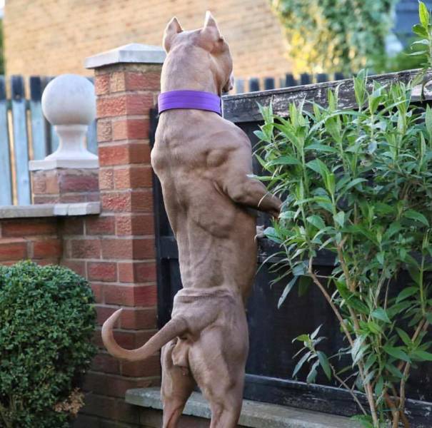 very muscular dog standing upright and peering over a fence