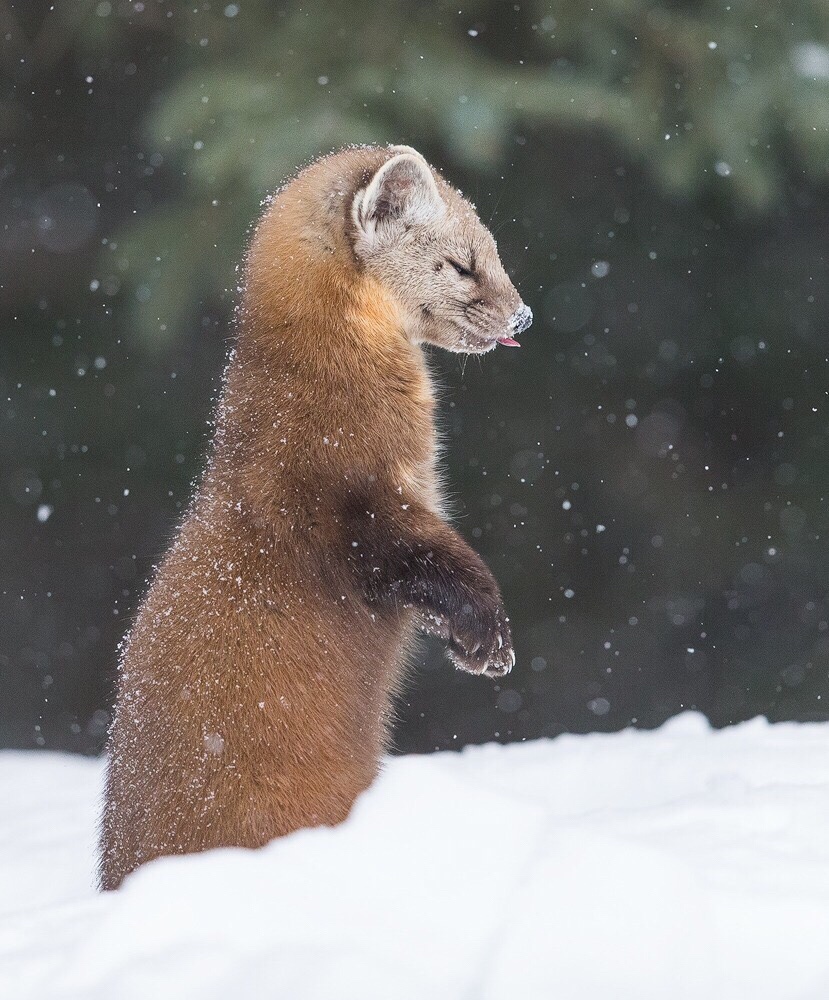 weasel in the snow