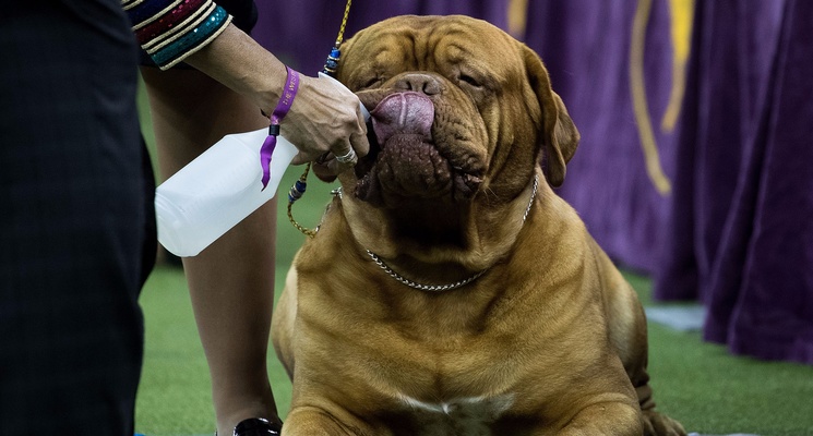 random picture of a big dog getting a spray to his thirsty mouth in what appears to be a dog show competition
