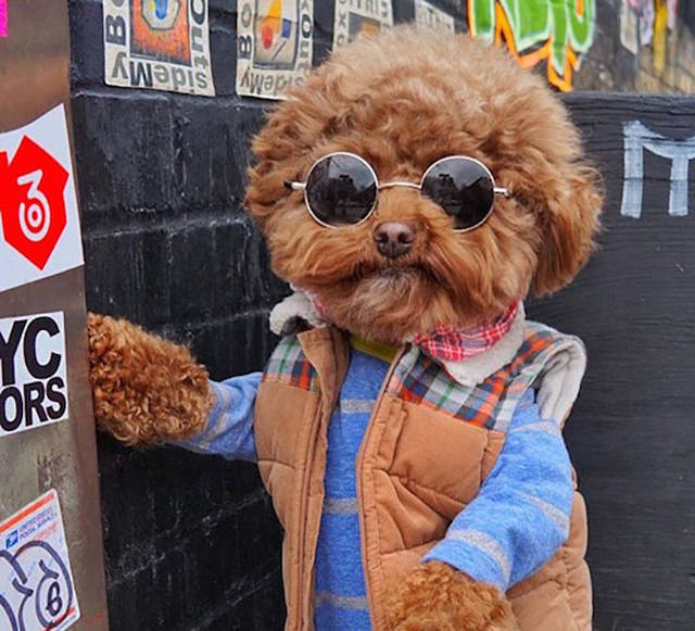 random picture of a very hipster looking dog wearing a jacket and john lennon sunglasses