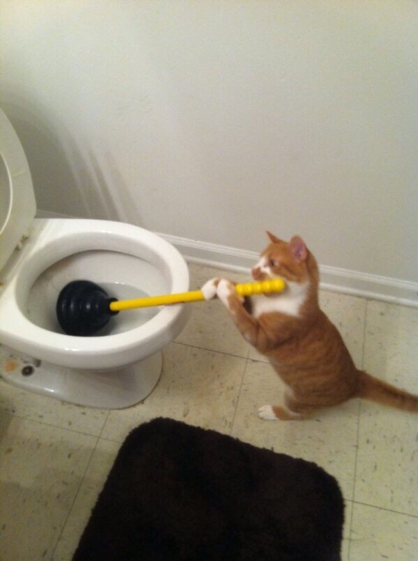 funny random picture of a cat using a plunger on the toilet