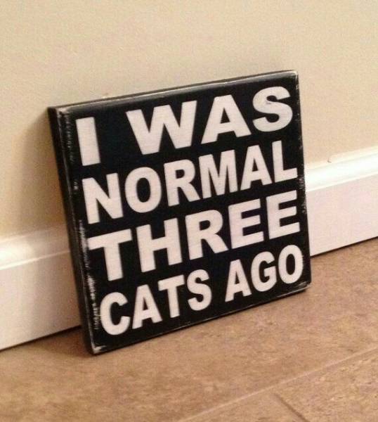 random pic Cat - I Was Normal Three Cats Ago