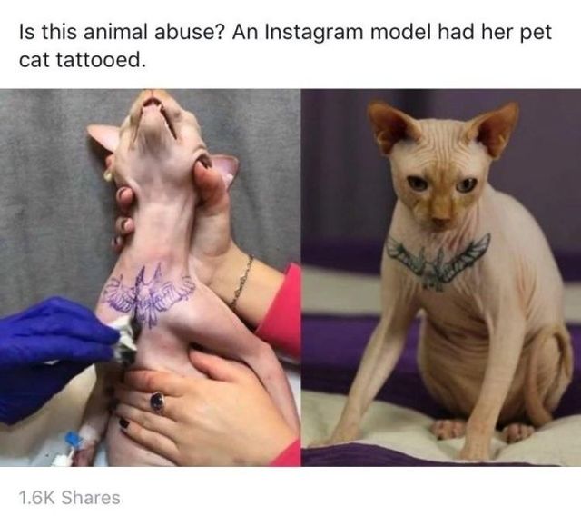 cat body builder - Is this animal abuse? An Instagram model had her pet cat tattooed.