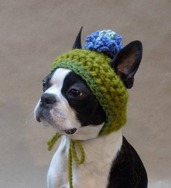 boston terrier hat