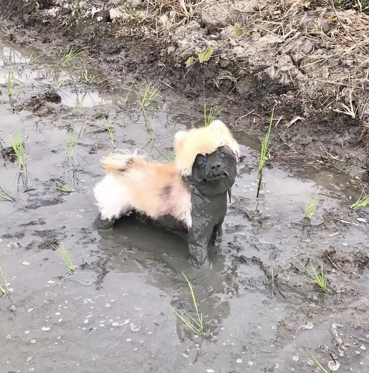 dog with mud in eyes