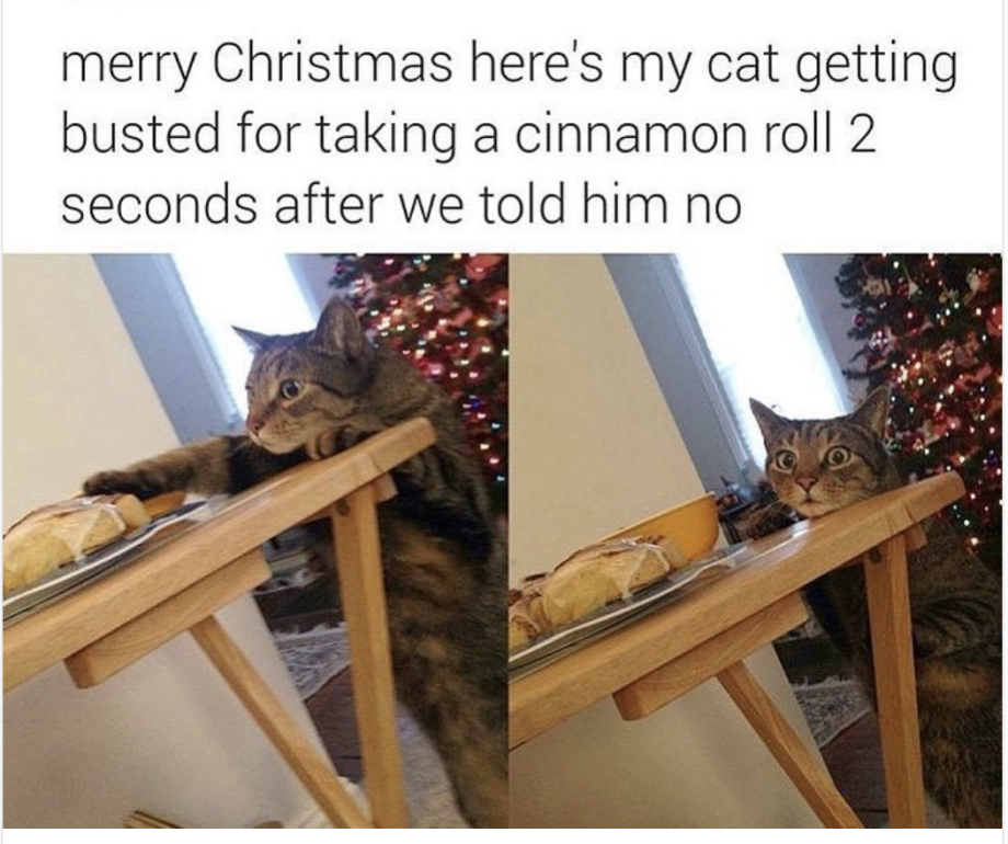 merry christmas cat meme - merry Christmas here's my cat getting busted for taking a cinnamon roll 2 seconds after we told him no
