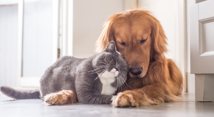 cat and dog cuddling