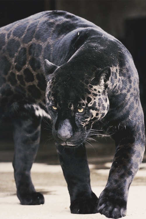 gold black jaguar
