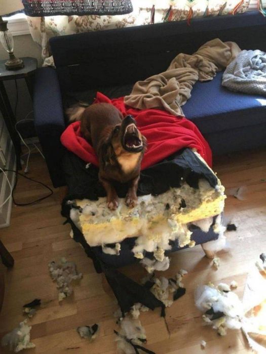 dog destroying a couch