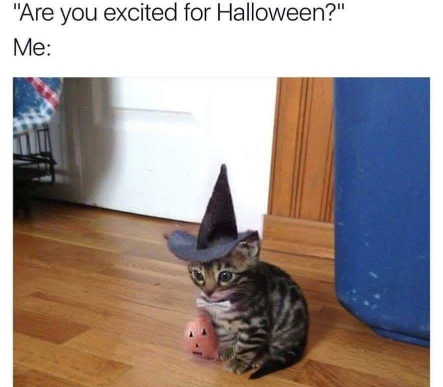 halloween kitten meme - "Are you excited for Halloween?" Me