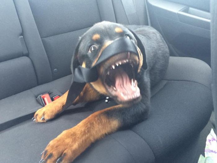 funny dog car seat