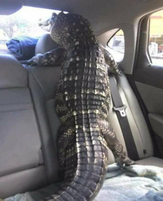 alligator in the back seat