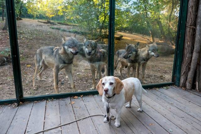 4 of 5 wolves surrounding a white beagle at the Prague zoo