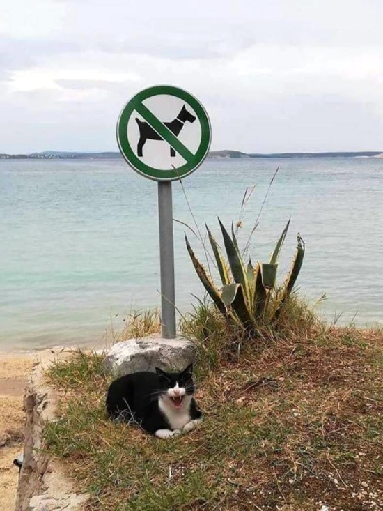 cat by no dogs area on the beach