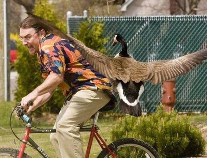 fun pic goose attack bike