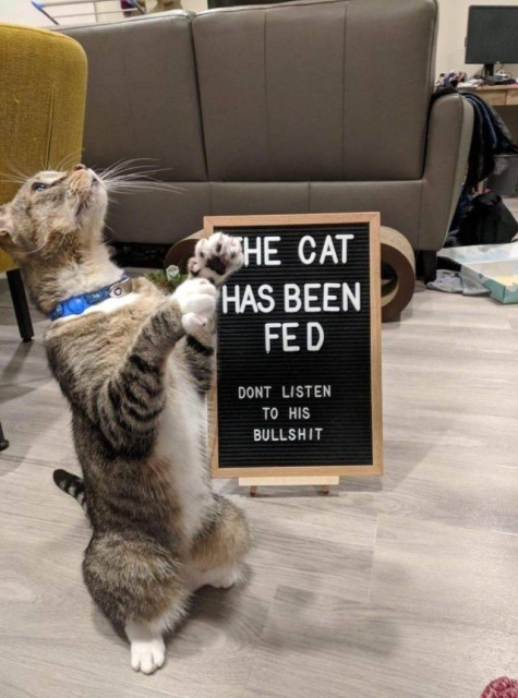 cat has been fed - So He Cat Has Been Fed Dont Listen To His Bullshit
