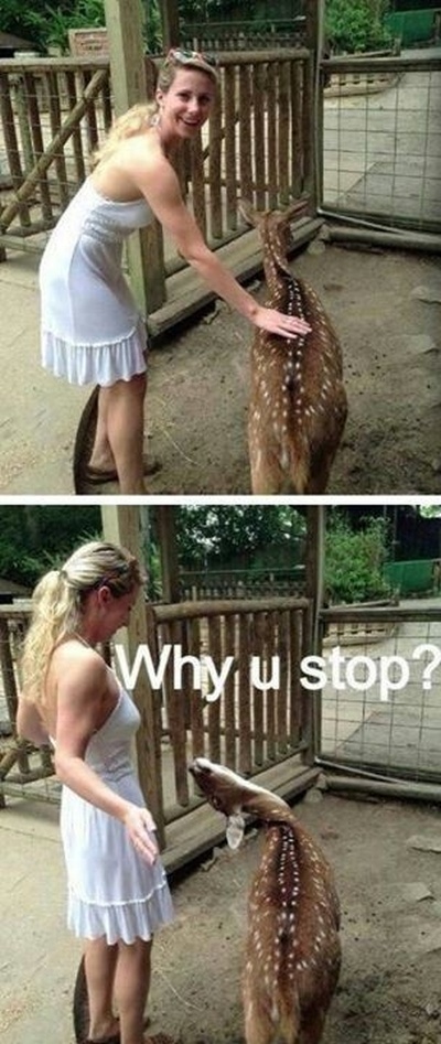 deer why did you stop - Why u stop?