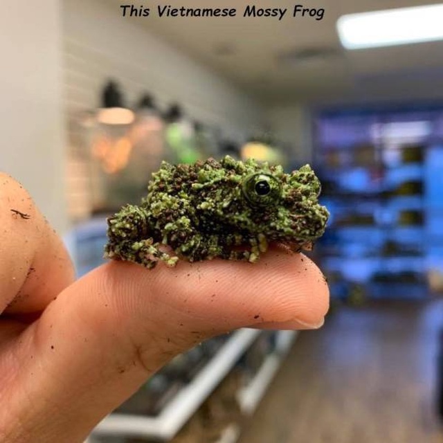 weed frog - This Vietnamese Mossy Frog