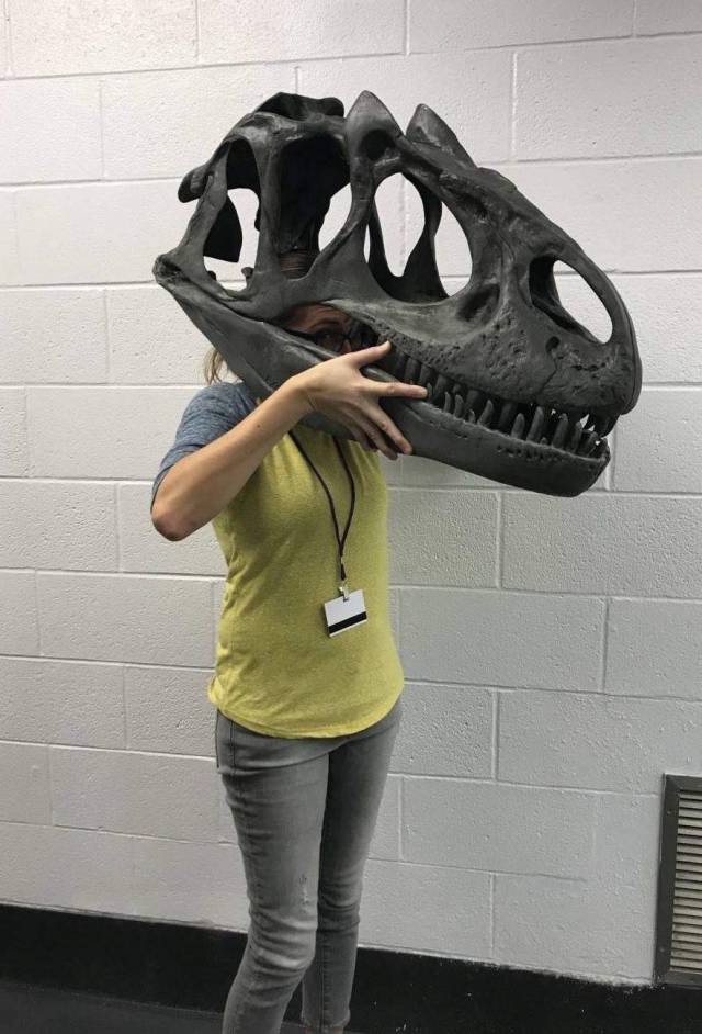 random pic allosaurus skull size