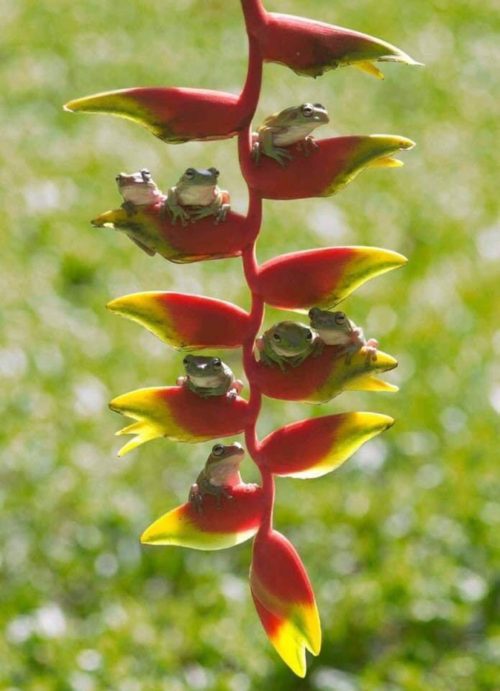 frogs heliconia