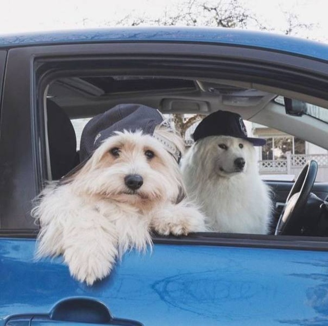 funny picture of two dogs in baseball caps riding in a car