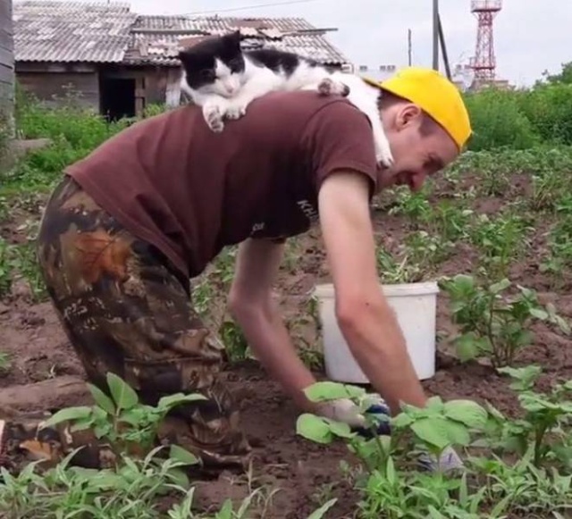 funny picture of a cat resting on a man's back while he works in the garden