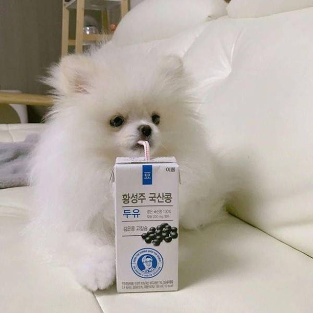 meme of a furry white dog sipping from a juice box
