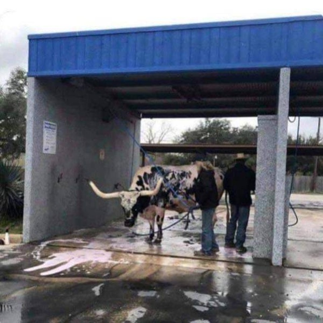 longhorn in the car wash