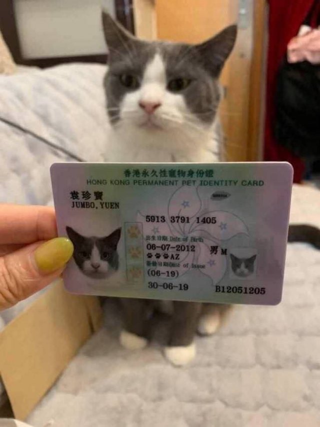 Identity document - Hong Kong Permanent Pet Identity Card Jumbo, Yuen 5013 3791 1405 3 Date of Birth 06072012 , Az te of issue 0619 300619 B12051205