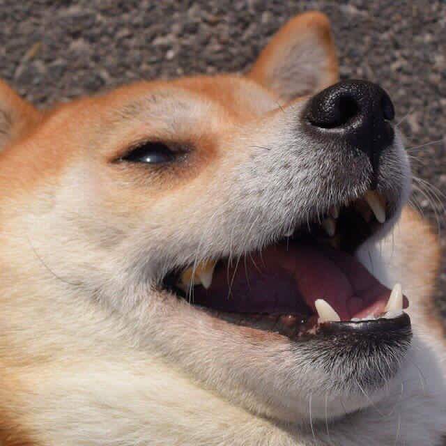 happy shiba