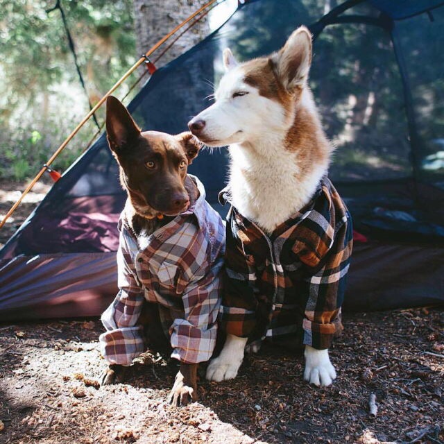 dog in flannel