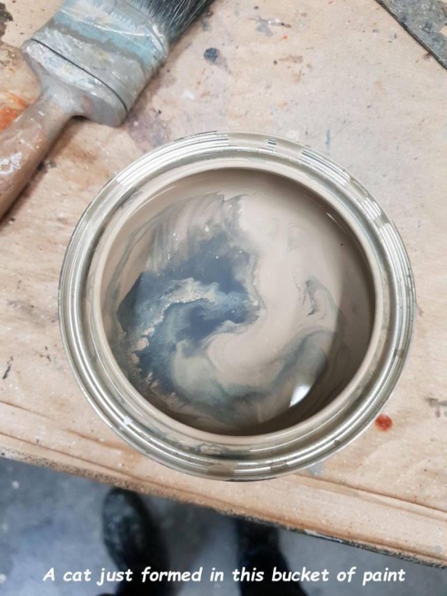 A cat just formed in this bucket of paint
