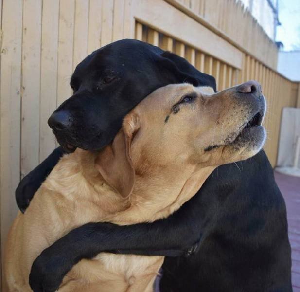 dogs hugging each other