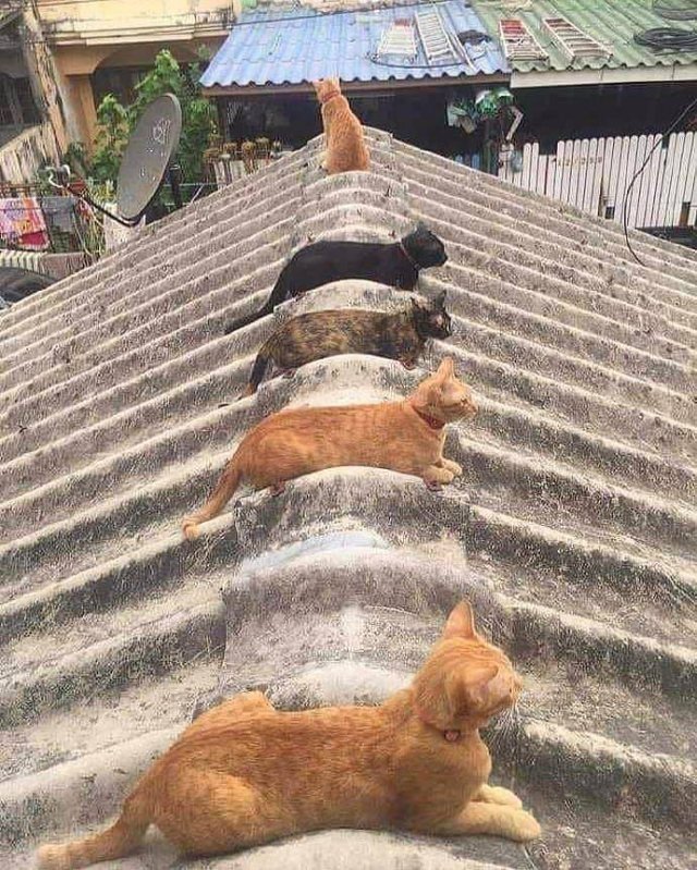 rooftop cat organizer