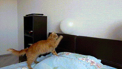 balloon cat gif
