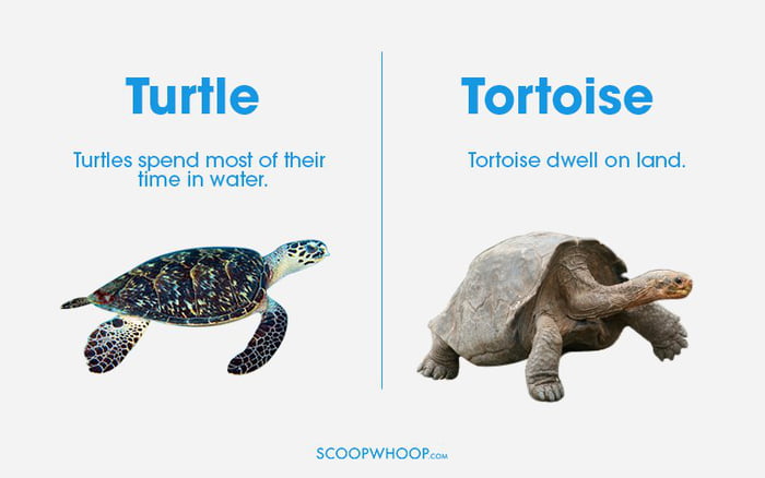 2 different things - Turtle Tortoise Turtles spend most of their time in water. Tortoise dwell on land. Scoopwhoop.Com