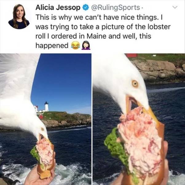 lobster roll seagull - Alicia Jessop Sports. This is why we can't have nice things. I was trying to take a picture of the lobster roll I ordered in Maine and well, this happened