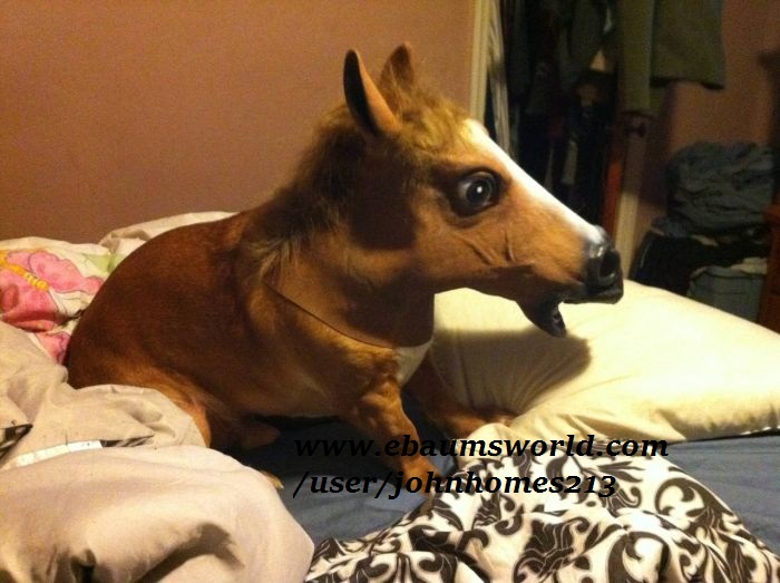 dog with horse mask - userjohnhomes213 .