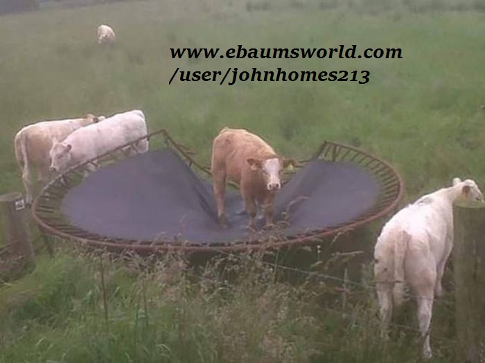 trampoline funny - userjohnhomes213 Vito