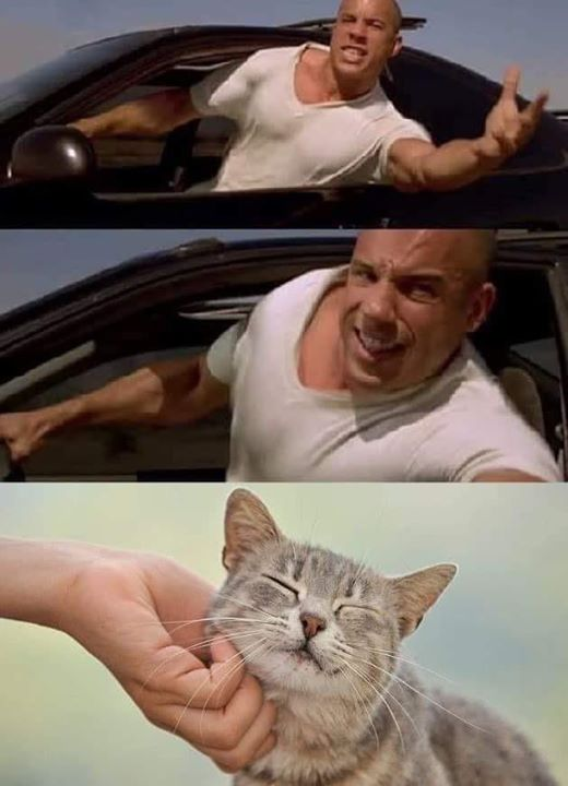vin diesel petting cat meme