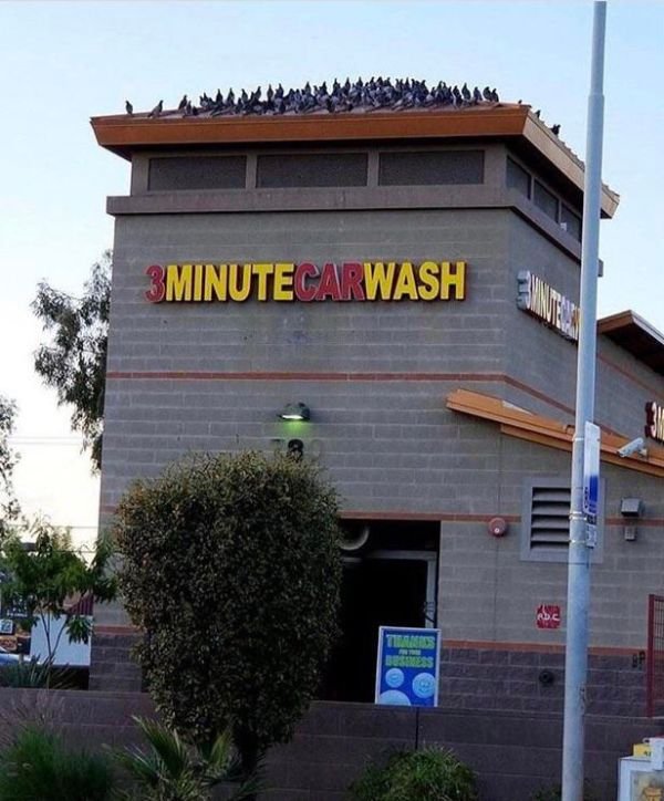car wash birds - 3MINUTECARWASH