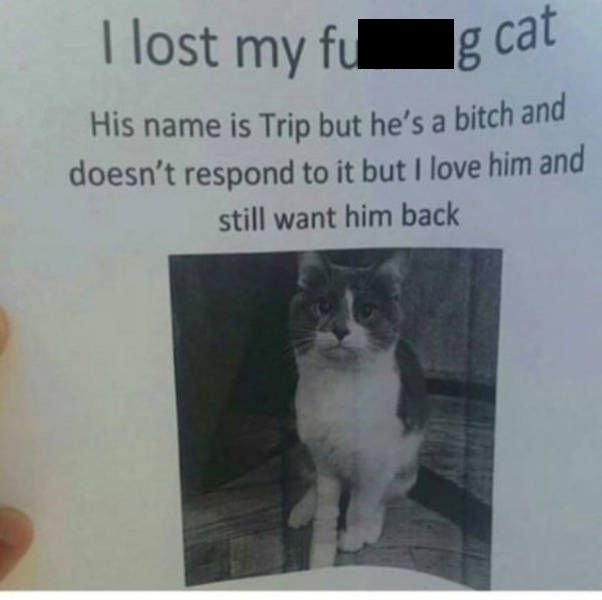 lost my fucking cat - I lost my fug cat His name is Trip but he's a bitch and doesn't respond to it but I love him and still want him back