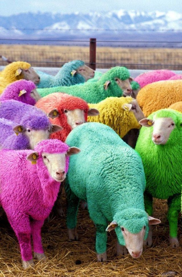 colored sheep in scotland