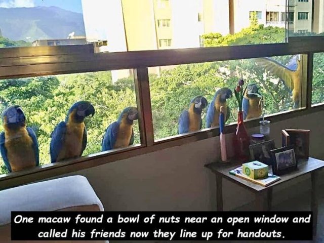tree - One macaw found a bowl of nuts near an open window and called his friends now they line up for handouts.