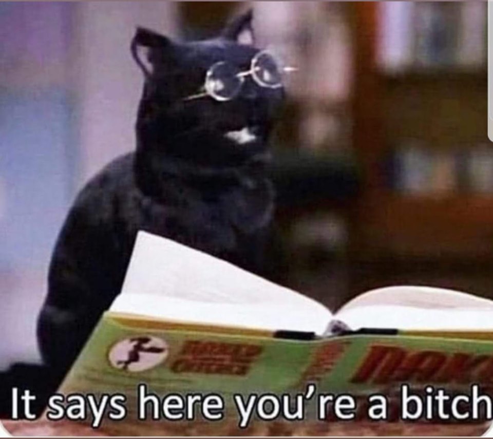 salem cat from sabrina - It says here you're a bitch
