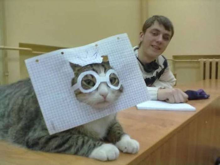 cat with paper glasses