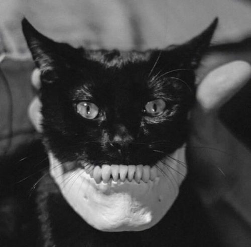 cat with human jaw - Mm