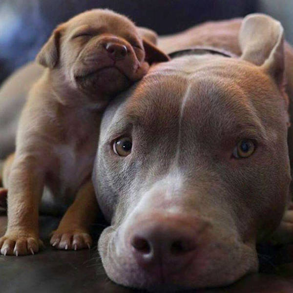 mama and baby pitbull