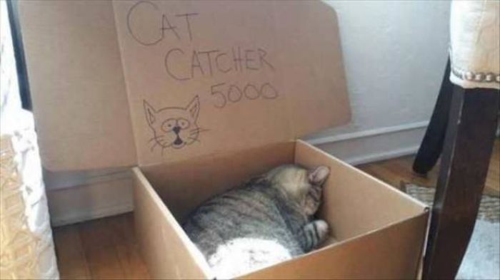 cat - Catcher 3000