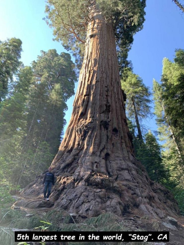 largest tree in the world - 5th largest tree in the world, "Stag". Ca